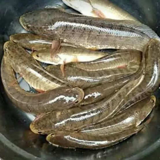 IKAN GABUS